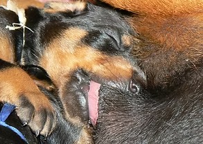 Puppy 12